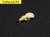 藏品(小黃腹鼠頭骨)的圖片